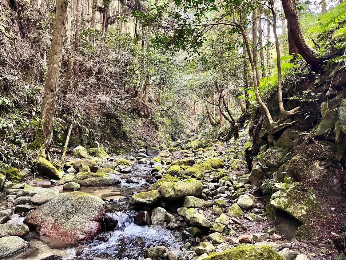 木々の間で苔むした岩を縫って流れる沢