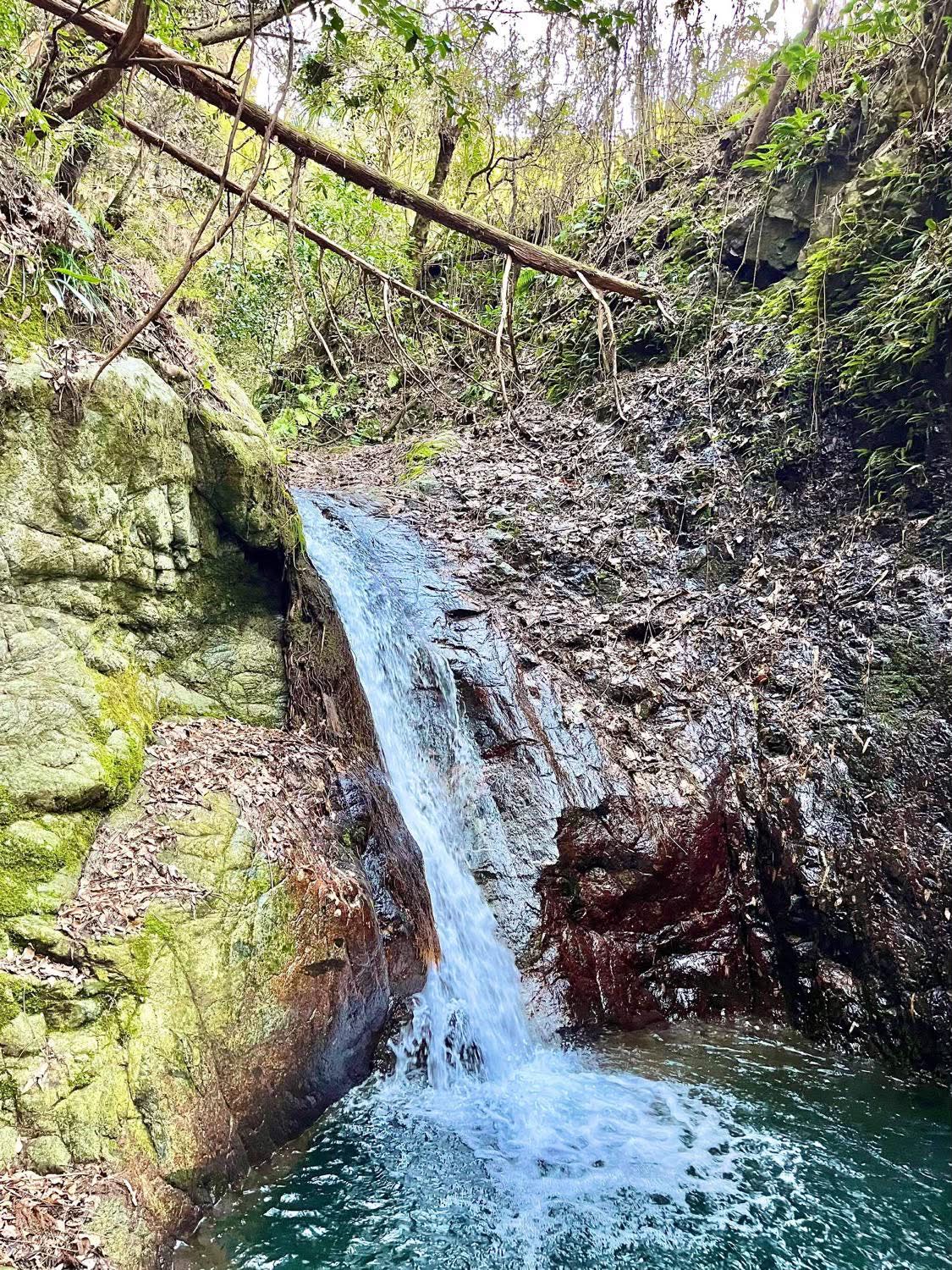 森の岩肌を流れ落ちる小さな滝