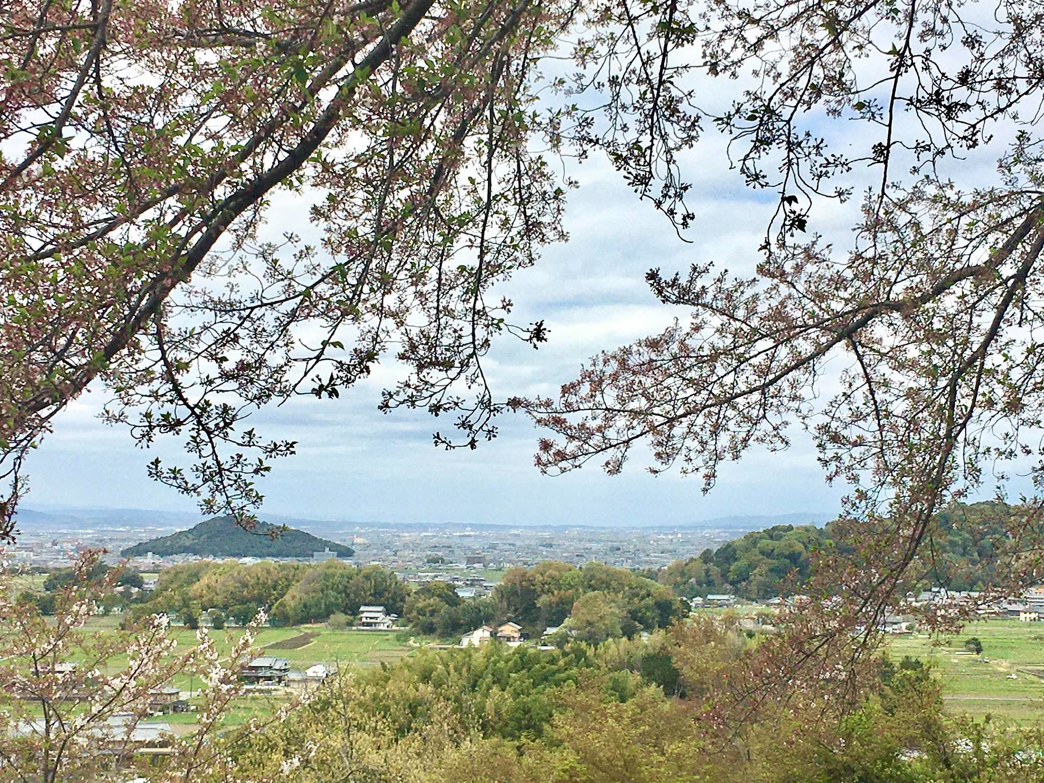 桜の枝越しに見晴らす飛鳥の里と田畑