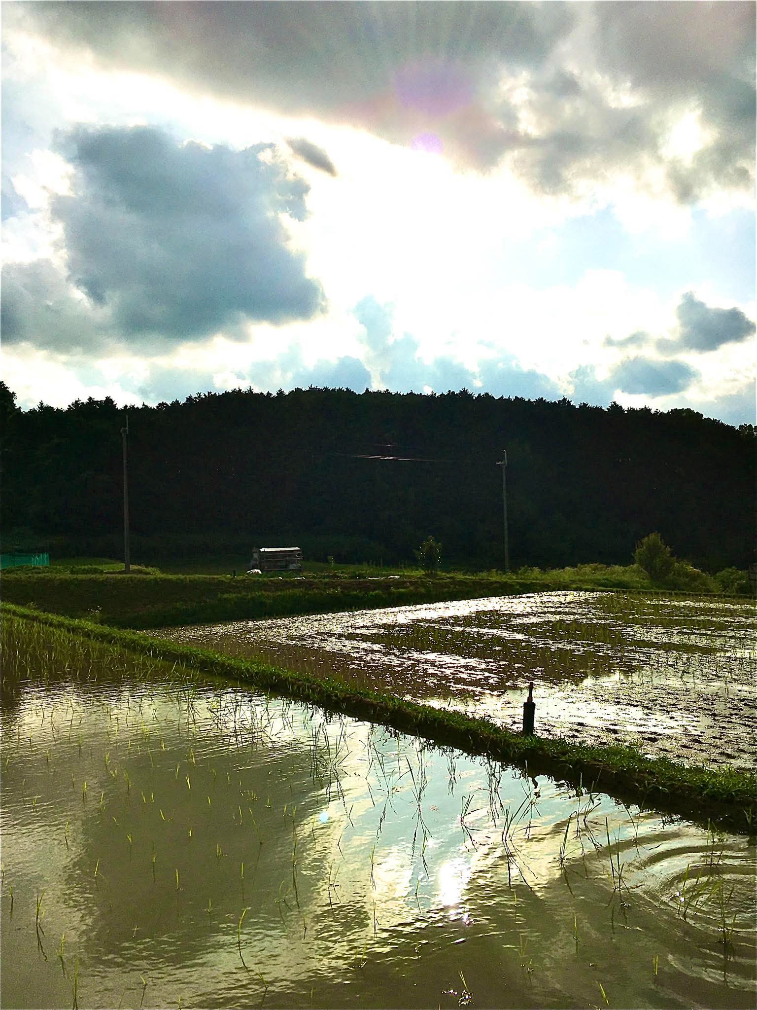 雲間から射す光と空を映す飛鳥の水田