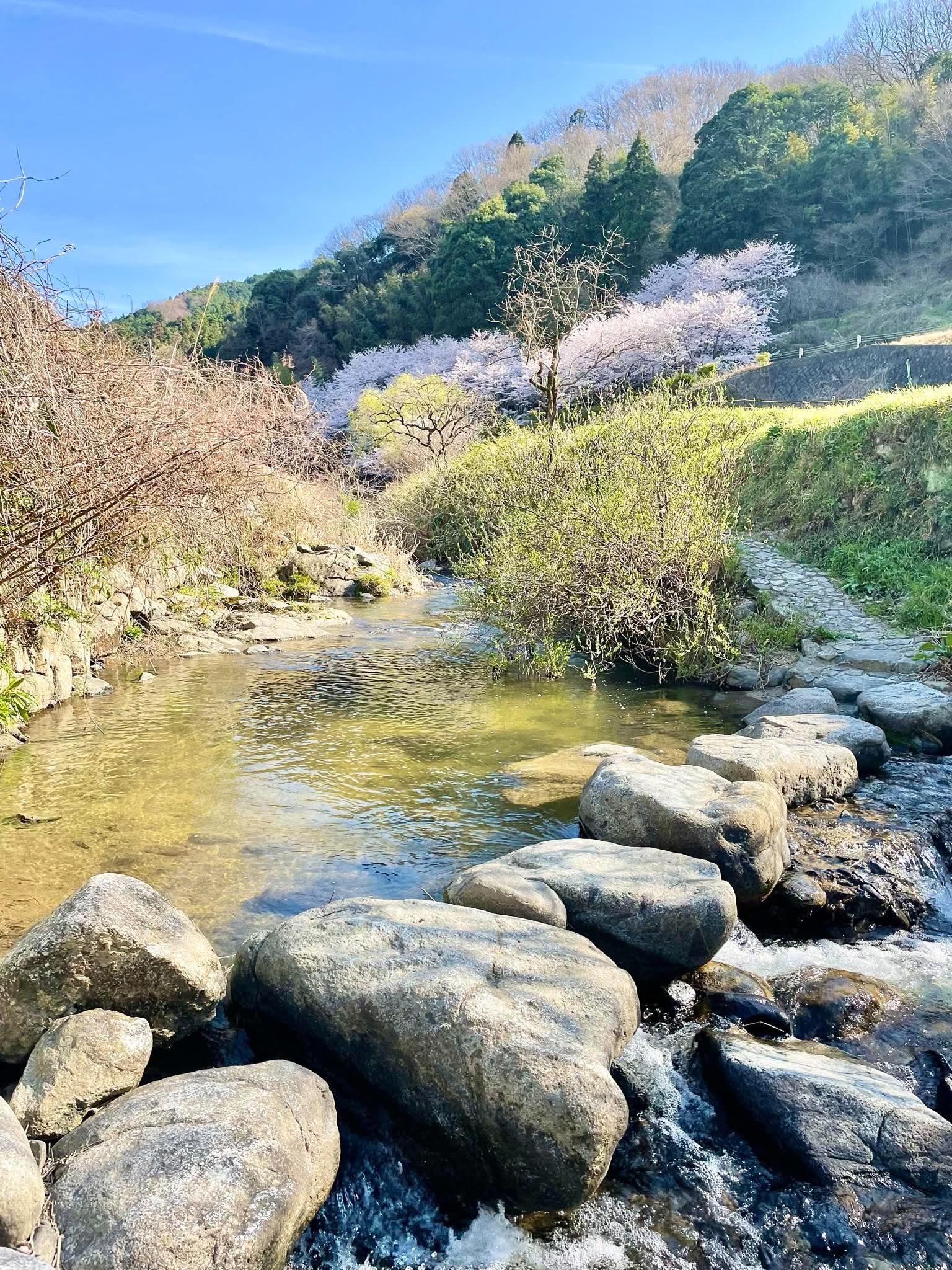丸い石の間を澄んだ水が流れる飛鳥の川